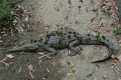 0775 Wildlife Habitat Port Douglas